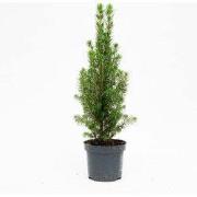 URBANJNGL - Mini-Kerstboom - Chamaecyparis - 25-30 cm