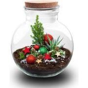 URBANJNGL - Jingle Kerstmis terrarium - Planten terrarium met kurk - D...