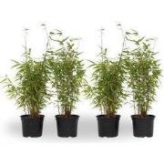 Bamboe - Set van 4 - Fargesia nitida 'Red Dragon' - Hoogte 50-70cm - ?...