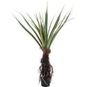 PTMD - Kunstplant Tree - Groen - 130x130x150cm