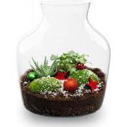 URBANJNGL - Evergreen Kerstmis terrarium - Planten terrarium met kurk ...