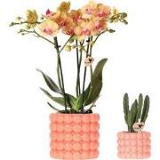 Kolibri Company | Plantenset Poppy oranje | Oranje Phalaenopsis Orchid...