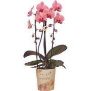 Kolibri Orchids | Zalmroze orchidee potmaat Ø12cm | Narbonne | bloeien...