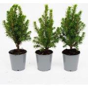 URBANJNGL - Mini-kerstboom - ?15-20 cm - Ø 6 cm Picea Glauca Perfecta