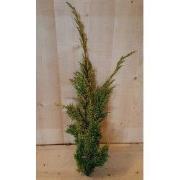 4 stuks - Kerstgroen geel conifeer