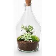 URBANJNGL - Open terrarium Joss – Calathea & Fittonia White Tiger ? 30...