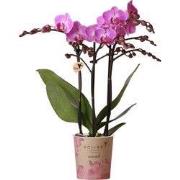 Kolibri Orchids | paars/roze Phalaenopsis orchidee potmaat Ø9cm |  Vie...