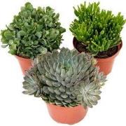 Vetplanten - Set van 3 - Succulent Mix - Hoogte 30-35cm - ?17cm