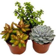 Vetplanten - Set van 3 - Succulentenmix - Hoogte 15-20cm - ?10,5cm