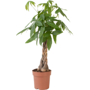 Geldboom - Pachira aquatica - Hoogte 100-120cm - ?24cm