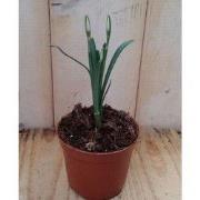 3 stuks! Sneeuwklokje Waterntuin Natuurlijk