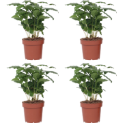 Koffieplant - Set van 4 - Coffea arabica - Hoogte 25-40cm - ?12cm