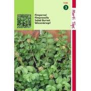 2 stuks - Pimpernel Kleine