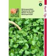 2 stuks - Postelein Winter Claytonia Perfoliata