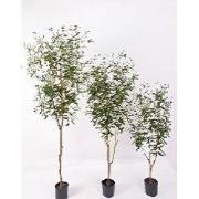 Olijfboom 120 cm kunstplant Oosterik Home