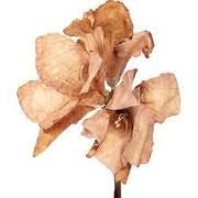 Clayre & Eef Kunstbloem 65 cm Bruin Kunststof