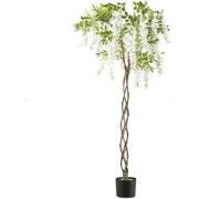 Kopu® Blauwe Regen 170 cm hoog - wit met gevlochten stam