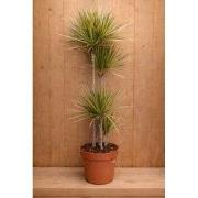 Drakenbloedboom Dracaena Fragrans Bicolor/Creme-Roze H140-160 cm potma...