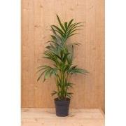Kentiapalm Howea Forsteriana kamerplant potmaat 19 cm H80-100 cm