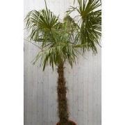 Winterharde Palmboom Trachycarpus Fortunei stamhoogte 100 cm en hoogte...