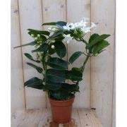 Stephanotis Floribunda