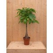 Geldboom Pachira Aquatica potmaat 19 cm H40-60 cm kamerplant