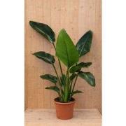 Paradijsvogelbloem Strelitzia Nicolai potmaat 21 cm H110-130 cm (kan i...