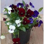 3 stuks! Bosviolen mix kleuren in een potje