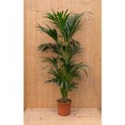 Kentiapalm Howea Forsteriana kamerplant potmaat 19 cm H110-130 cm