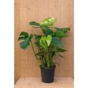 Monstera gatenplant kamerplant potmaat 22 cm H110-130 cm