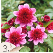 Dahliaknollen - Set van 3 - Dahlia 'Blue Bayou'