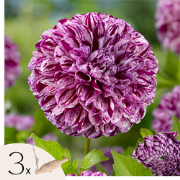 Dahliaknollen - Set van 3 - Dahlia 'Marble Ball' - Paars