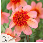 Dahliaknollen - Set van 3 - Dahlia 'Totally Tangerine' - Oranje