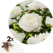 Pioenen - Set van 2 - Paeonia 'Duchesse de Nemours' - Wortelstokken - ...
