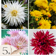 Dahliaknollen - Set van 5 - Dahlia 'Cactus Mix'