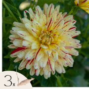 Dahliaknollen - Set van 3 - Dahlia 'Cambridge'