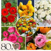 Ranonkel - Boterbloem - Set van 80 - Ranunculus - Bloembollen