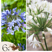 Afrikaanse lelie - Set van 6 - Agapanthus Africanus, Orientalis - Wort...