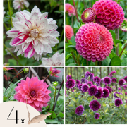Dahliaknollen - Mix van 4 - Dahlia 'Bouqet Sunrise'