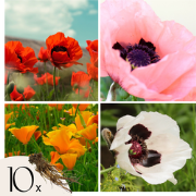 Oosterse klaproos - Set van 10 - Papaver orientale - Vaste plant blote...