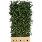 Picea Abies 200 cm