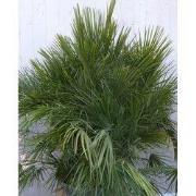 winterharde palmboom chamaerops humilis 160 cm hoog