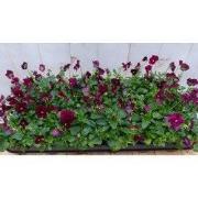 Bosviolen paars 18 stuks