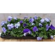 Grootbollige violen lichtblauw 18 stuks