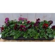 Grootbollige violen paars 18 stuks