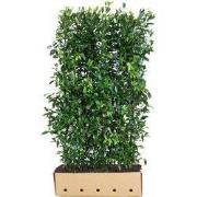 Prunus laurocerasus 'Herbergii' Heg