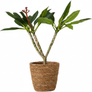 Frangipani wit - Plumeria rubra - inclusief mand - Hoogte 55-70cm - ?1...