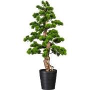Kopu bonsai (den) - circa 110 x 50 cm - in een zwarte plastic pot