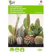 2 stuks - Cactus All Round Mengsel