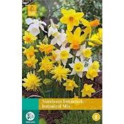 5 stuks - Narcissus Botanisch mix 8 bollen